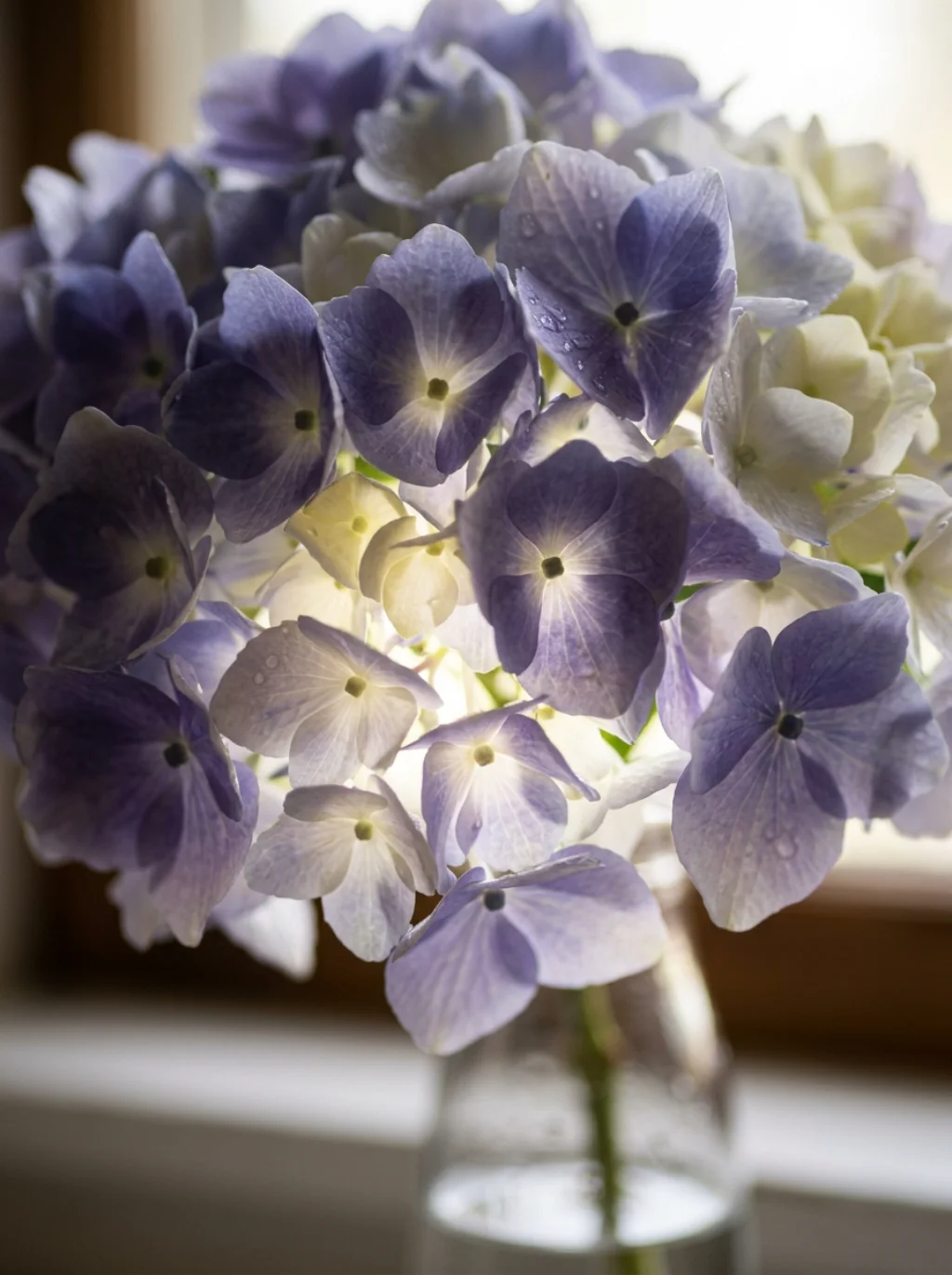 Fresh Hydrangeas Bring an Unexpected Burst of Summer Elegance